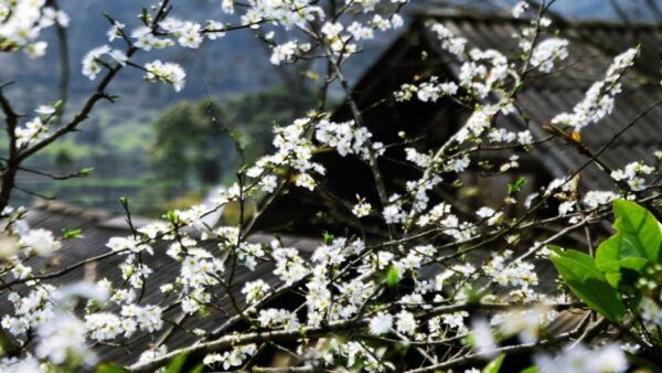 From Hanoi: Sapa 3-Day Medium Trek and Limousine Trip - Cultural Discovery and Local Handicraft Center Visit