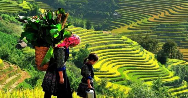 From Hanoi: Sapa 3D2N Tour- Trekking Lao Chai, Ta Van,.. - Frequently Asked Questions
