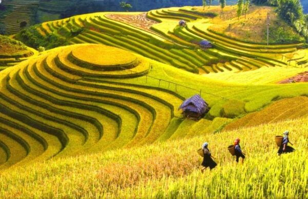 From Hanoi: Sapa – Cat Cat – Fanxipan Peak– Moana 3D2N - Day 2: Fansipan Peak Adventure
