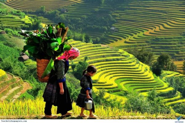From Hanoi: Sapa Trekking 2DAYS - Sleeper Bus From Hanoi - Cultural Insights