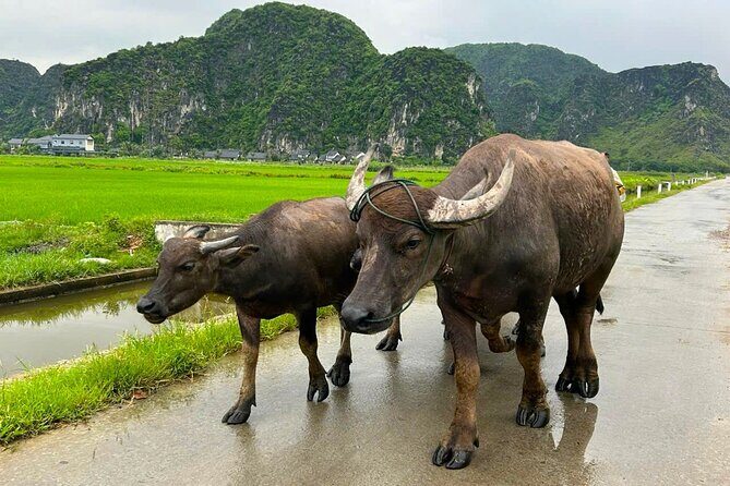 From Hanoi: Scenic Ninh Binh Motorbike Tour to Hidden Treasures - The Sum Up