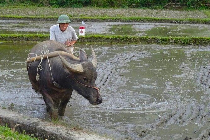 From Hanoi: THE BEST Day Trip to Mai Chau Explore Rural Villages - Practical Tips for Travelers