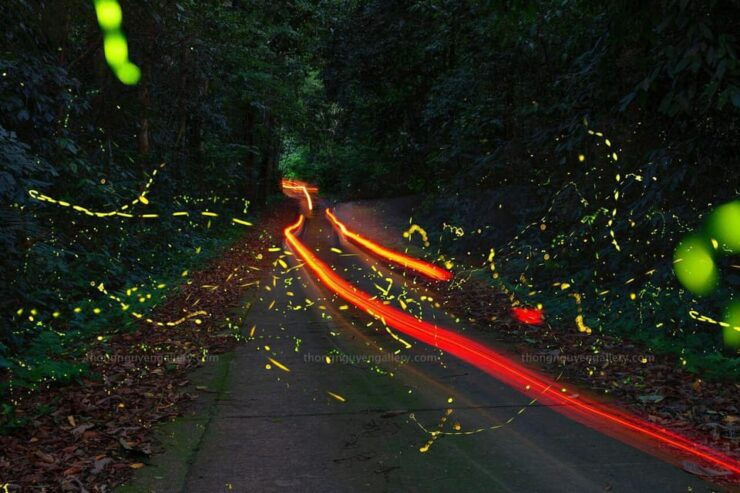 From Hanoi: Visit Cuc Phuong National Park & Admire Firefly - Good To Know