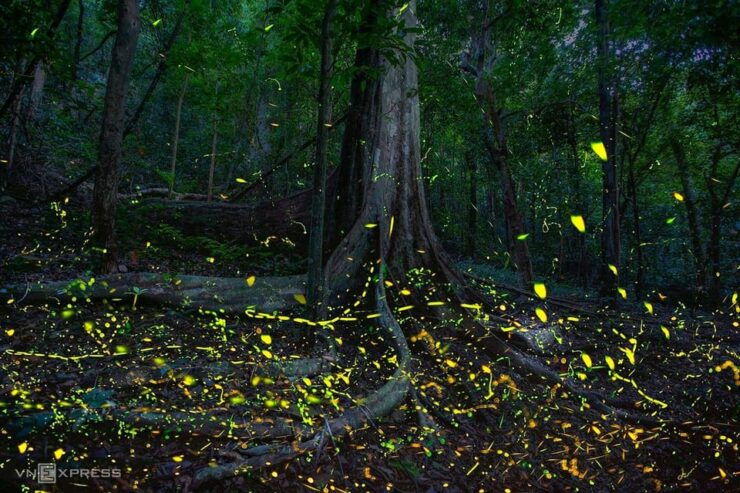 From Hanoi: Visit Cuc Phuong National Park & Admire Firefly - Destination Highlights