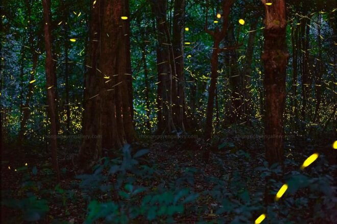 From Hanoi: Visit Cuc Phuong National Park & Admire Firefly - Adventurous Evening Experience