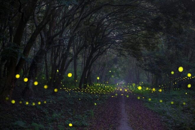 From Hanoi: Visit Cuc Phuong National Park & Admire Firefly - Local Cuisine to Savor