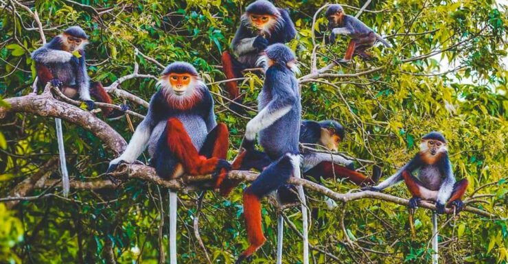 From Hanoi Watch Wild Animals & Firefly Forest In Cuc Phuong - Pricing Information