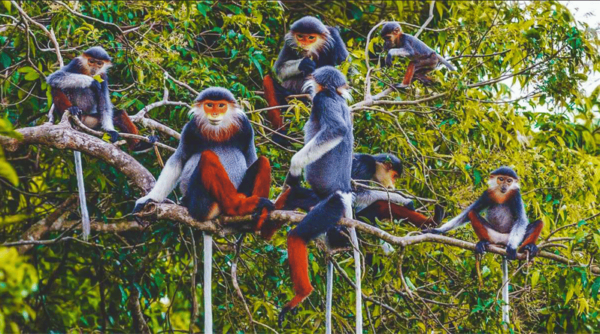 From Hanoi Watch Wild Animals & Firefly Forest In Cuc Phuong - Contact for Reservations