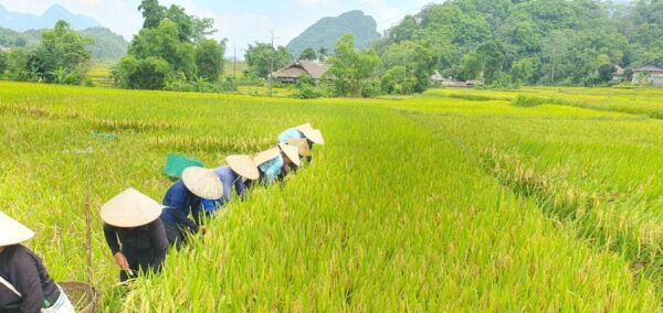 From Hanoi:3-Day Amazing Ha Giang Self-Riding Motorbike Loop - Common Questions