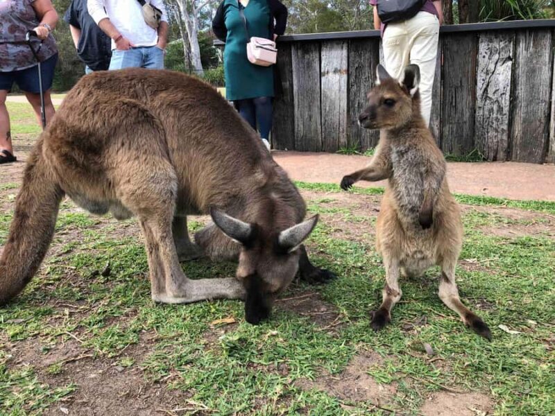 From Haymarket: Hunter Valley Wine and Wildlife Day Trip - Exploring the Hunter Valley on a Day Trip