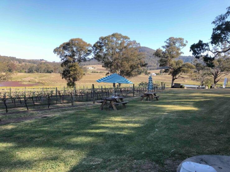 From Haymarket: Hunter Valley Wine and Wildlife Day Trip - Experience Highlights