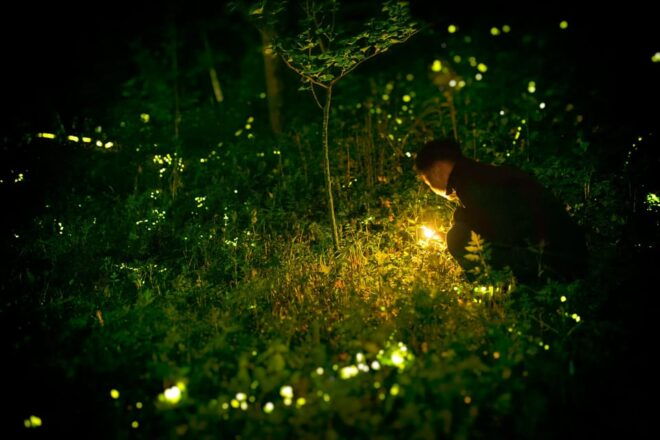 From HCM: Mekong Delta My Tho Ben Tre Fireflies - Transportation Details