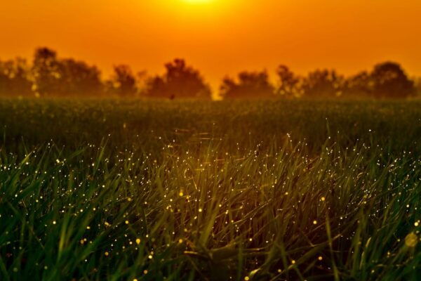 From HCM: Mekong Delta My Tho Ben Tre Fireflies - Frequently Asked Questions