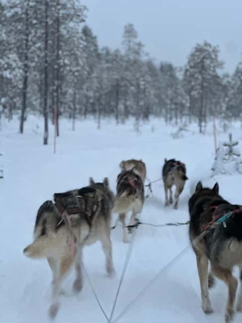 From Helsinki: 7-Day Lapland Northern Lights Tour - Good To Know