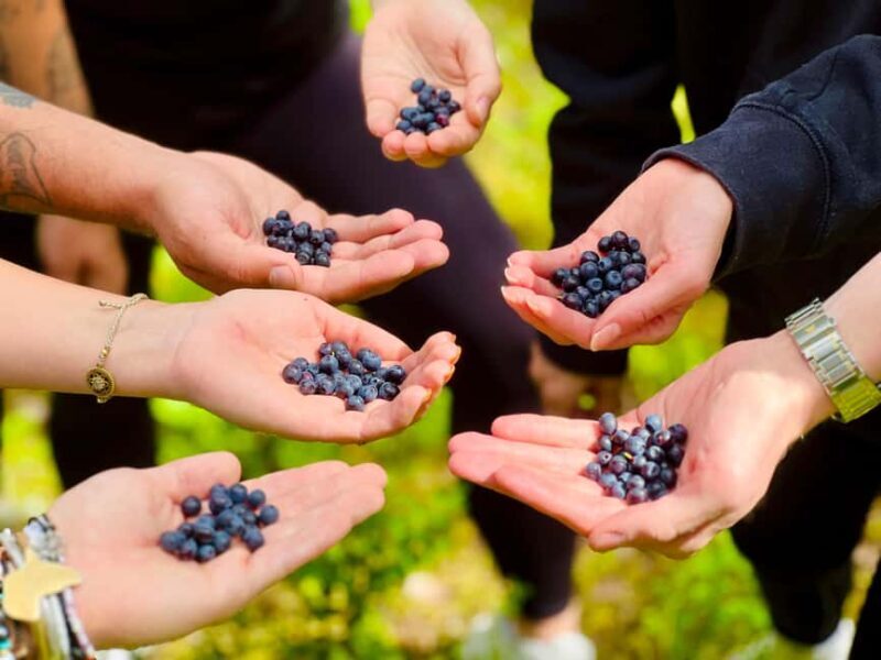 From Helsinki: Enchanting Afternoon in Nuuksio National Park - Deep Dive Into the Experience