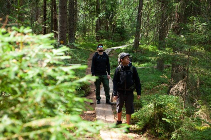 From Helsinki: Magical Taiga Hike in Liesjärvi National Park - Activity Details