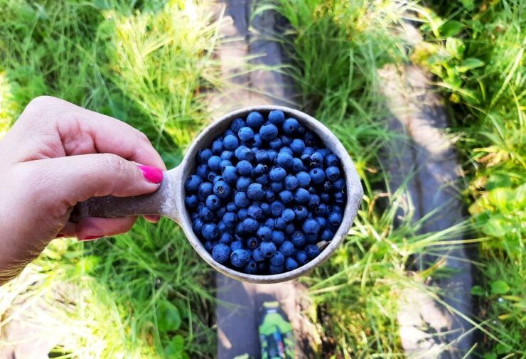 From Helsinki: National Park Berry Picking Day Trip & Lunch - Activity Details