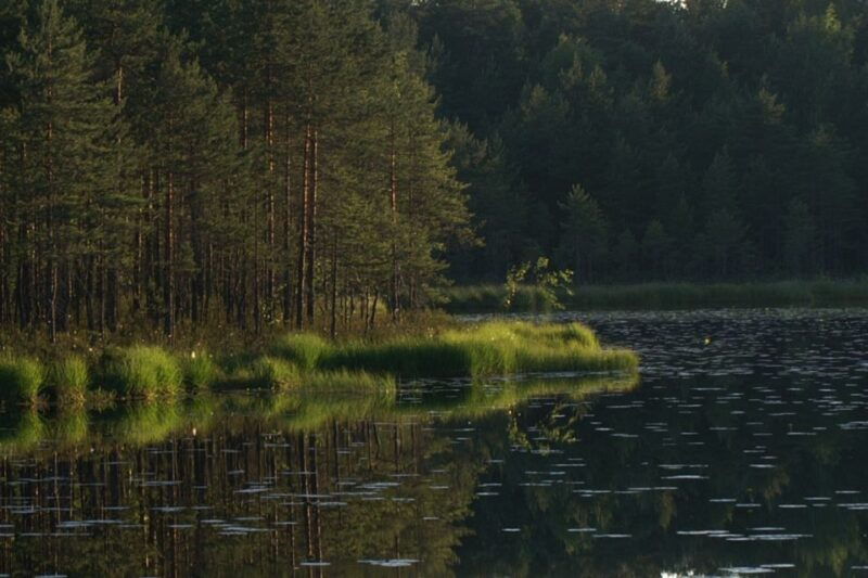 From Helsinki: Nuuksio National Park Half-Day Trip - Transportation and Logistics