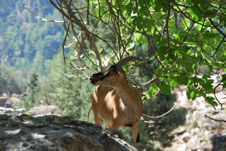 From Heraklion: Imbros Gorge and Libyan Sea Guided Day Trip - Activity Details