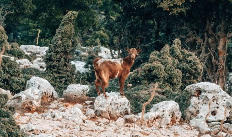 From Heraklion: Imbros Gorge Private Tour - An In-Depth Look at What the Tour Offers