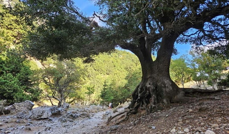 From Heraklion: Imbros Gorge Private Tour - Detailed Breakdown of the Itinerary