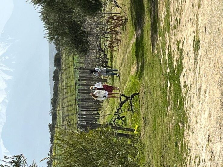 From Heraklion: Wine Tasting Experience @ Lyrarakis Winery - Activity Details