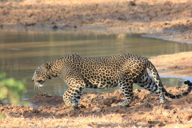 From: Hikkaduwa/ Galle - YALA Safari (Special Offer) - Safety Measures