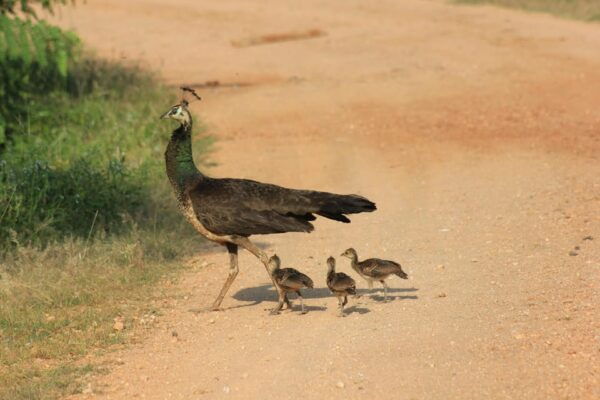 From: Hikkaduwa/ Galle - YALA Safari (Special Offer) - Wildlife Highlights