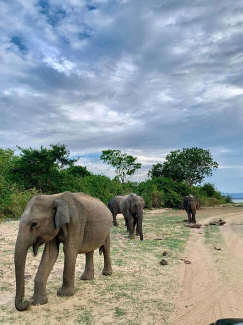 From Hikkaduwa/Mirissa/Galle/Tangalle - Yala Leopard Safari - The Itinerary Breakdown