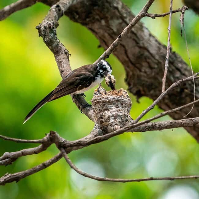 From Hikkaduwa/Mirissa/Galle/Tangalle - Yala Leopard Safari - The Value of the Experience