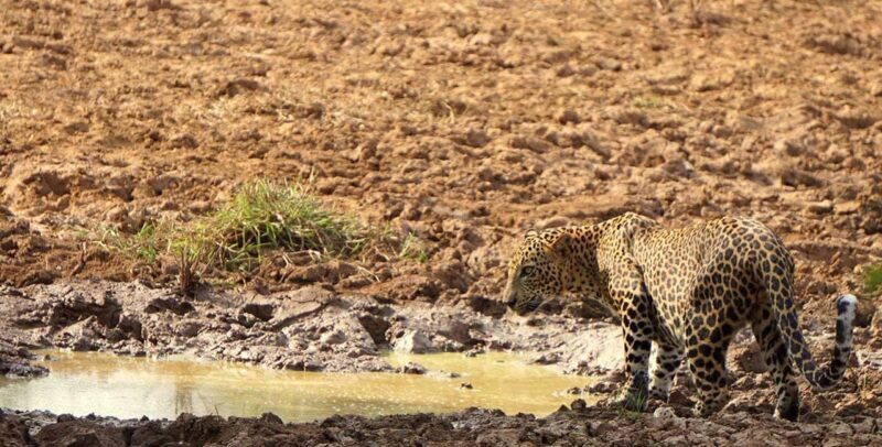 From Hikkaduwa/Mirissa/Galle/Tangalle - Yala Leopard Safari - FAQs