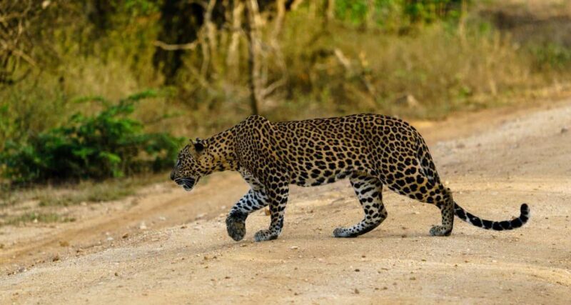 From Hikkaduwa/Mirissa/Galle/Tangalle - Yala Leopard Safari - An In-Depth Look at the Yala Leopard Safari Experience