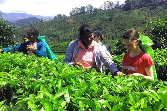 From - Hikkaduwa /Telwatta / Peraliya Day Trip To Ella - Experience and Comfort