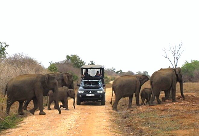From Hikkaduwa: Udawalawe National Park Safari Tour - Full Description of the Safari Tour