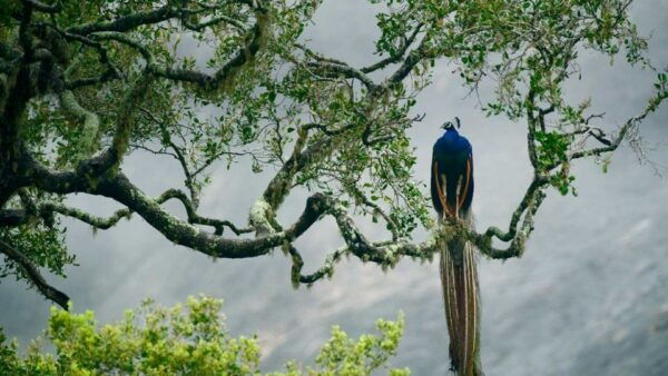 From Hikkaduwa: Udawalawe National Park Safari Tour - The Sum Up