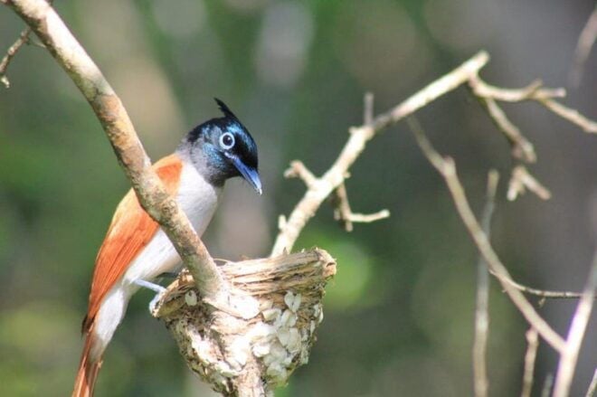 From: Hikkaduwa - YALA Safari - To: Ella (Special Offer) - Safari Itinerary