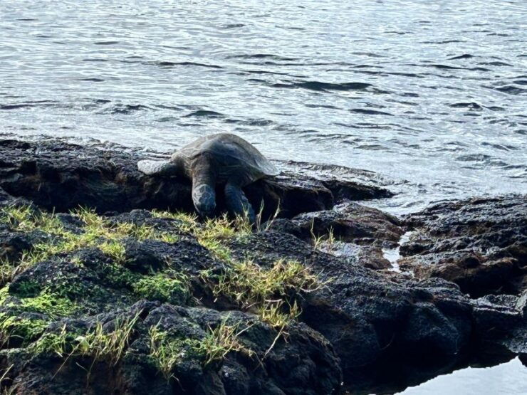 From Hilo: Hawaii Volcanoes National Park Tour - Itinerary and Highlights
