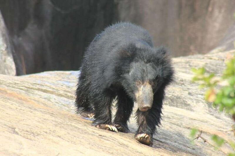 From: Hiriketiya/ Tangalle - YALA Safari Tour - Final Thoughts