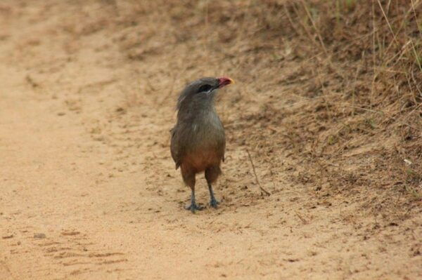 From: Hiriketiya - YALA Safari - To : Ella (Special Offer) - Booking and Cancellation Policy