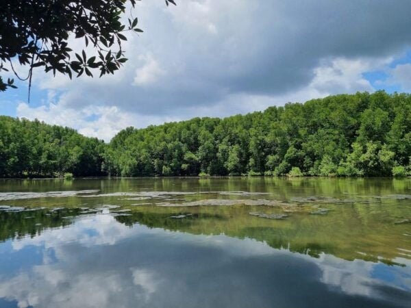 From Ho Chi Minh: Can Gio Mangrove Forest - Location and Pickup Details