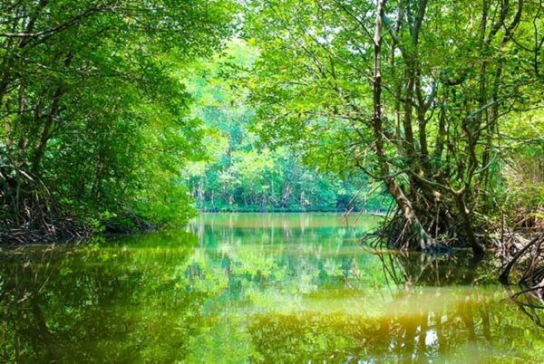 From Ho Chi Minh: Can Gio Mangrove Forest Private Day Tour - Booking Information