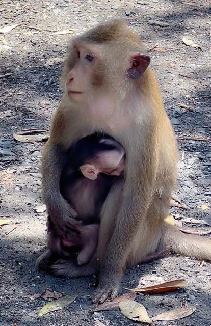 From Ho Chi Minh: Can Gio Mangrove Forest - Unique Tour Experience