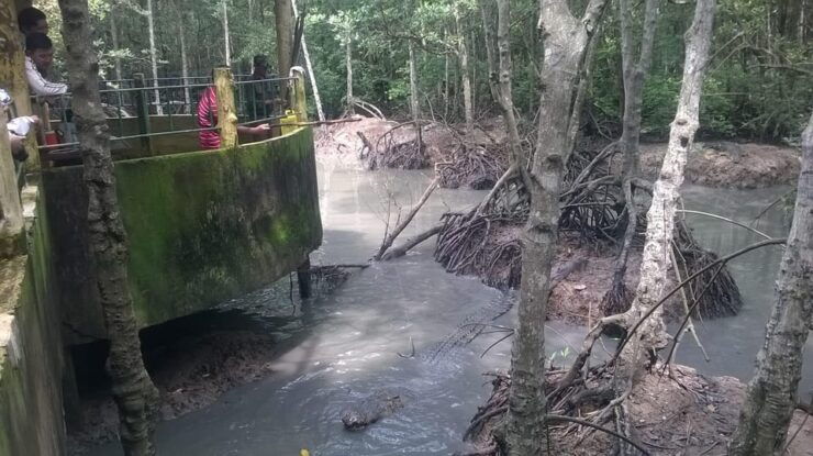 From Ho Chi Minh: Can Gio Mangrove Group or Private Tour - Good To Know