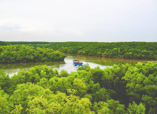 From Ho Chi Minh: Can Gio Mangrove Group or Private Tour - Group Vs. Private Tours