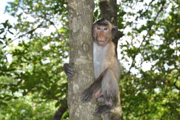 From Ho Chi Minh City: Can Gio Mangrove Guided Forest Tour - Common Questions