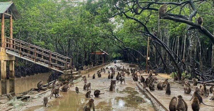 From Ho Chi Minh City: Can Gio Monkey Island Day Trip - Good To Know