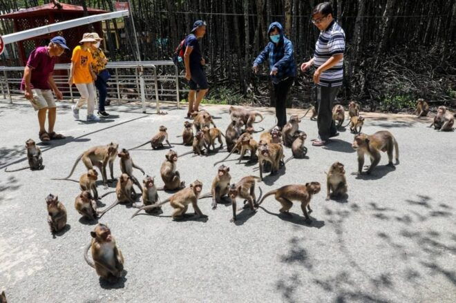 From Ho Chi Minh City: Can Gio Monkey Island Day Trip - Pricing and Booking Details