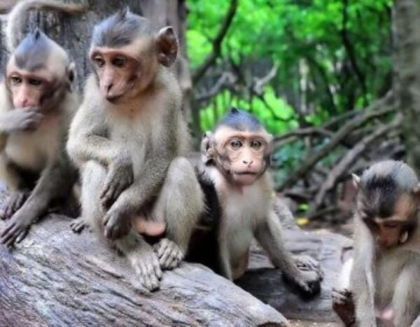 From Ho Chi Minh City: Group Tour Can Gio Mangrove Forest - Tips for Tour Participants