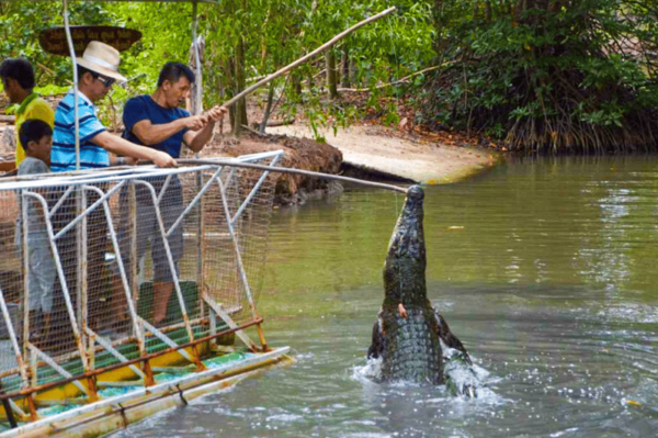 From Ho Chi Minh City: Group Tour Can Gio Mangrove Forest - Local Cuisine Experience
