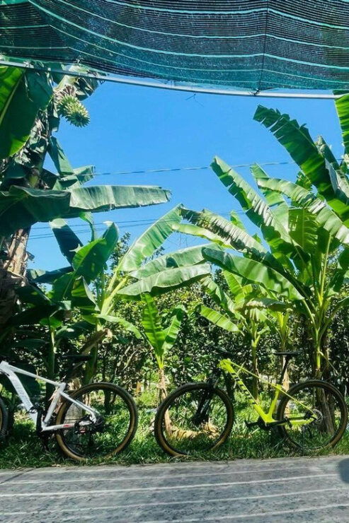 From Ho Chi Minh: Mekong Delta Day Trip With Biking - Itinerary Highlights
